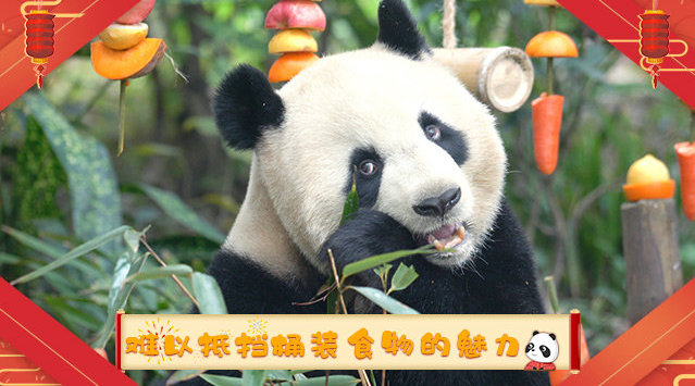 2020熊猫滚滚喜迎新春